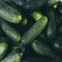 Pepino