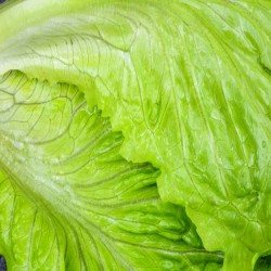 Lechuga