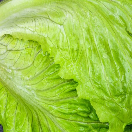 Lechuga