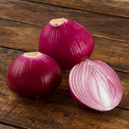 Cebolla