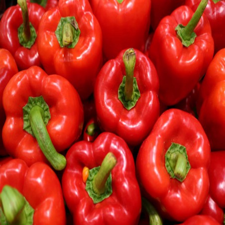 Pimiento rojo